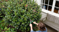This Is The Best Type Of Hedging To Feed Wildlife, Create Shade And Reduce Pollution In Your Garden – And Experts Say It Thrives In UK Soils